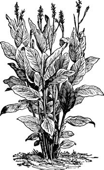 Canna is a family of 10 types of flowering plants. The nearest living relations to cannas are the other plant groups of the request Zingiberales, which is the Zingiberaceae, Musaceae, Marantaceae etc, vintage line drawing or engraving illustration.