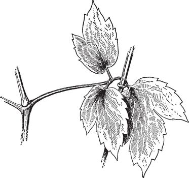Clematis Virginiana is a flowering vine found mainly from United States and Canada. Plants flourish in natural areas or disturbed sites, vintage line drawing or engraving illustration.