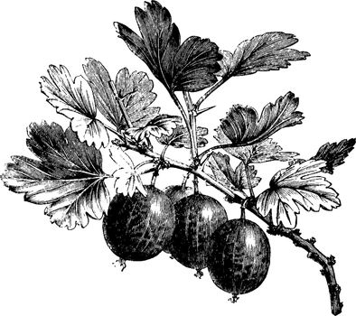 A picture showing fruiting branch of Gooseberry. The branches of the Gooseberry plant help protect each other to protect the fruit. A scorching sun can prematurely mature the gooseberry, vintage line drawing or engraving illustration.