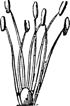 A picture showing Linnaeus Heptandria. This is the sexual system of a plant and here having seven stamens, vintage line drawing or engraving illustration.