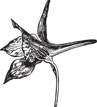 The Flower of Larkspur are consisting of five colored sepals' spaced apart, vintage line drawing or engraving illustration.