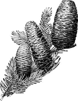Abies is a type of Cone called as Abies, mostly found in North Africa, occurring in mountains over most of the range, vintage line drawing or engraving illustration.