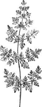This is small branch Frond of Nothochlaena Nivea Hookeri. Its leaves are small, plain and one-way lobe. Nothochlaena nivea hookeri ferns have dilated segments and leaves attached at the base, vintage line drawing or engraving illustration.