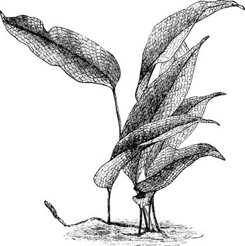 Picture shows the Polypodium Lingua Heteractis plant. Leaves are large in size. It belongs to Polypodiaceae family. Fronds are 5 to 25 centimeters long and 1 to 3 centimeters wide, vintage line drawing or engraving illustration.