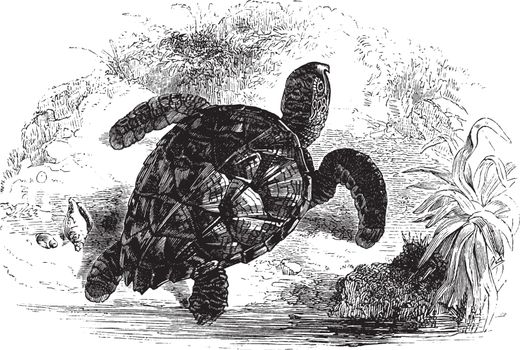 Imbricated turtle is a critically endangered sea turtle belonging to the family Cheloniidae, vintage line drawing or engraving illustration.