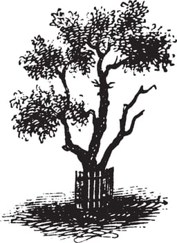 This is a pear tree appear to be dying, vintage line drawing or engraving illustration.