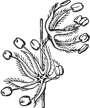 A picture of a male Oak flowers. In spring both male and female flowers are produced by an single Oak tree, vintage line drawing or engraving illustration.