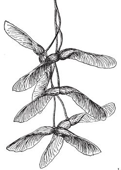 A picture showing the seeds of the Striped Maple which is also known as Acer Pennsylvanicum, vintage line drawing or engraving illustration.