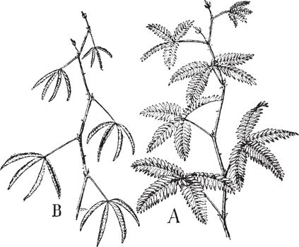 Mimosa is a touch-me- not plant, used to grow like weeds. This picture shows a mimosa plant in figure A in sunlight which indicates it is a light sensitive plant and shows in dark in figure B, vintage line drawing or engraving illustration.