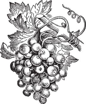 This is image of vine fruit. The fruit is round and small. The fruit is sweet fruit attach to branch, vintage line drawing or engraving illustration.