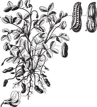 The peanut, also known as the groundnut is a legume crop grown mainly for its edible seeds, vintage line drawing or engraving illustration.