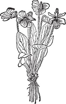 Violet is a flowering plant found mainly in the regions of temperate Northern Hemisphere and distributed in the Hawaii, South America etc. There are around 400 species of Violets in the genus Viola, vintage line drawing or engraving illustration.