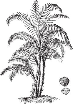 An image showing the Slender palm, found mainly in rivers and swamps in America in the tropics, vintage line drawing or engraving illustration.
