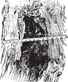 In this frame there is a tree trunk and it is broken, vintage line drawing or engraving illustration.