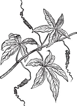 The branch of a Passion Flower. Plants in cultivation are grown up wires with a branching at the top that allows 3 or 4 horizontal stems to be trained for maximum growing surface, vintage line drawing or engraving illustration.