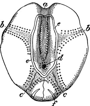 Illustration shows Sea urchin view from above. It shows anterior ambulacrum, anterolateral ambulacra, two posterolateral ambulacra, madreporic tubercle surrounded by genital pore, vintage line drawing or engraving illustration.