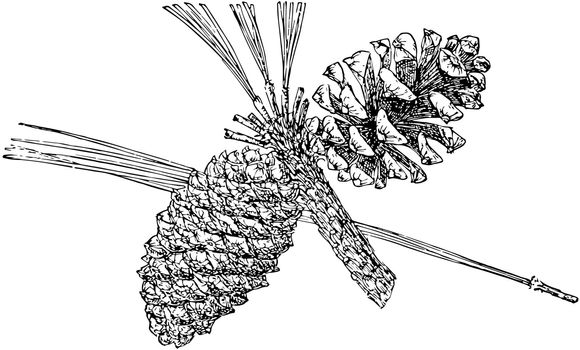 This is the Pine Cone of Arizona Pine. This tree is also known as Pinus Arizonica. This taxon is found in the Sierra Madre Occidental pine-oak forests, vintage line drawing or engraving illustration.