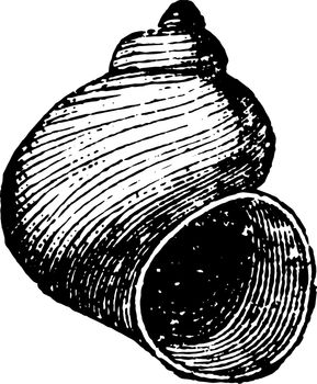 Cyclonema Mollusk is a mollusk radiate from the Paleozoic time, vintage line drawing or engraving illustration.