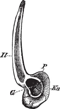 Pelvic girdle from the right side, vintage line drawing or engraving illustration.