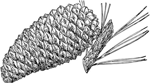 The pine cone of a Knobcone Pine tree, vintage line drawing or engraving illustration.