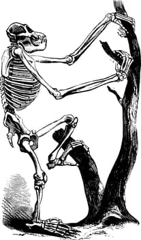 Chimpanzee Skeleton which is  omnivores meaning they eat both plants and animals, vintage line drawing or engraving illustration.