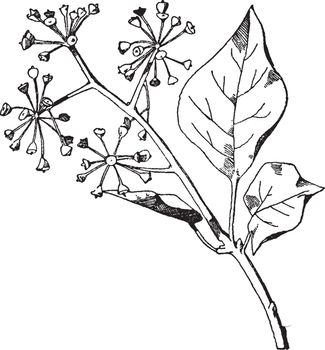Ivy Spray has elliptic tapering leaves that are apparent after blooming, vintage line drawing or engraving illustration.