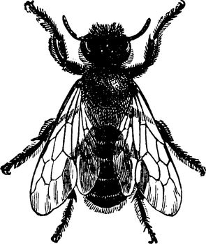 Leaf Cutter Bee adult with wings at rest, vintage line drawing or engraving illustration.