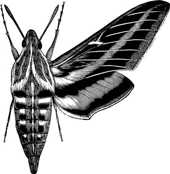 White Lined Morning Sphinx is a common American moth of striking coloration, vintage line drawing or engraving illustration.