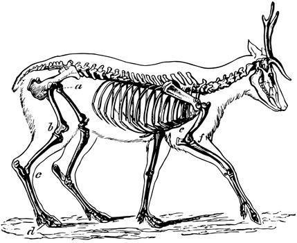 Skeleton of the Deer in which the bones in the extremities of this the fleetest of quadrupeds are inclined very obliquely towards each other, vintage line drawing or engraving illustration.