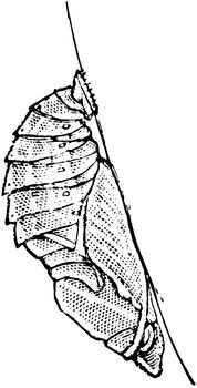Emperor Butterfly Pupa of the Tawny Emperor, vintage line drawing or engraving illustration.