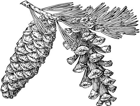 Pine cones of foxtail pine, vintage line drawing or engraving illustration.