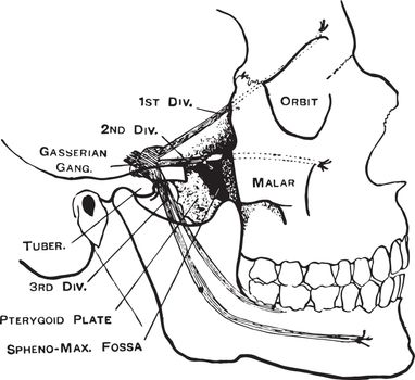 This illustration represents Facial Nerves, vintage line drawing or engraving illustration.
