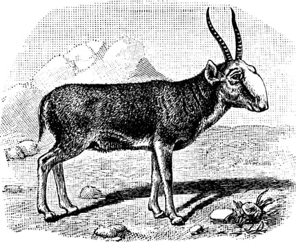 Saiga Antelope is a critically endangered antelope that originally inhabited a vast area of the Eurasian, vintage line drawing or engraving illustration.
