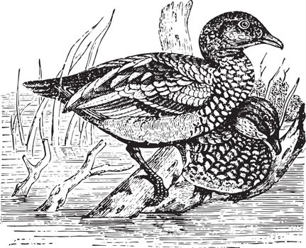White Fronted Bernicle which is considered an endangered species, vintage line drawing or engraving illustration.