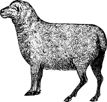 Sheep is a quadrupedal ruminant mammal typically kept as livestock, vintage line drawing or engraving illustration.
