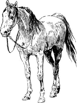 Horse is one of two extant subspecies of Equus ferus and it is an odd toed ungulate mammal belonging to the taxonomic family Equidae, vintage line drawing or engraving illustration.