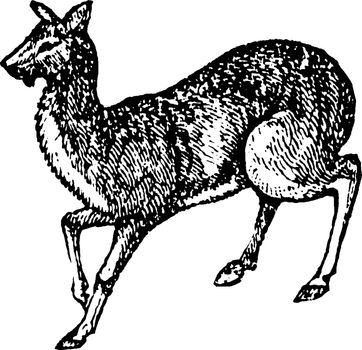 Musk Deer the only extant genus of the family Moschidae, vintage line drawing or engraving illustration.