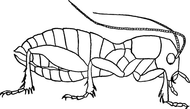 Sand Cricket is mostly found on the Pacific Coast, vintage line drawing or engraving illustration.