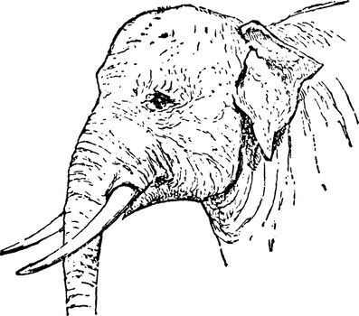 Indian Elephant is one of three recognized subspecies of the Asian elephant and native to mainland Asia, vintage line drawing or engraving illustration.