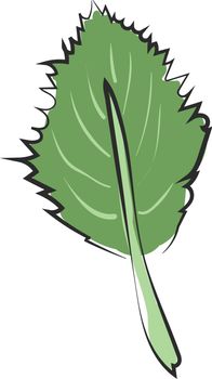 Clipart of an ovate green leaf with a margin and alternate venation  vector  color drawing or illustration