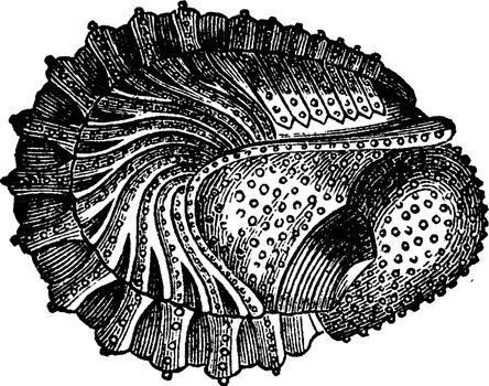 Crustaceans of the Devonian period, Phacops latifrons, Wraps, vintage engraved illustration. Earth before man – 1886.