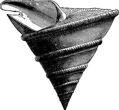Headless mollusks and gastropods from the Jurassic period, vintage engraved illustration. Earth before man – 1886.