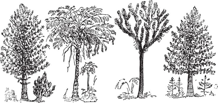 Reconstruction of the Great Plants of the Coal Period, vintage engraved illustration. From Natural Creation and Living Beings.
