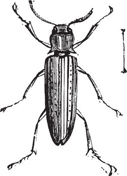 False Click Beetles or Eucnemidae. Eucnemidae is a family comprised of 1700 different species. From Domestic Life, vintage engraving, 1880.
