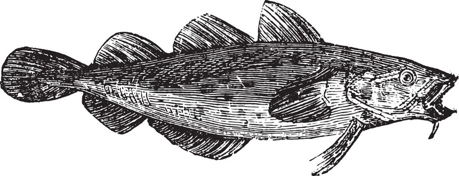 Cod fish or Gadus spp. From Domestic Life, vintage engraving, 1880.
