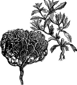 Anastatica hierochuntica, tumbleweed, dinosaur plant, Jericho rose, Mary's flower, Mary's hand, Palestinian tumbleweed, wheel, true rose of Jericho  or resurrection plant old vintage engraving. Vector engraved illustration.