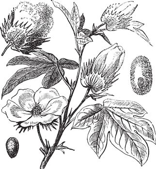 Pima Cotton or South American Cotton or Creole or Sea Island Cotton or Egyptian cotton or Gossypium barbadense, vintage engraving. Old engraved illustration of a Pima Cotton.
