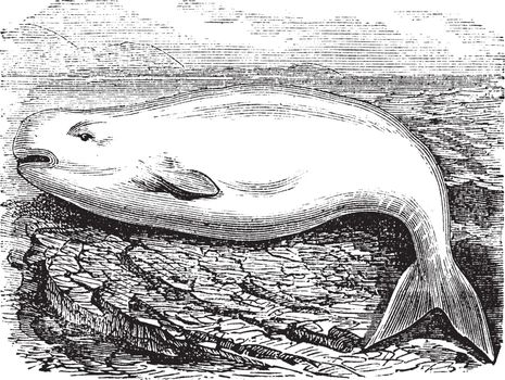 Beluga Whale or White Whale or Delphinapterus leucas, vintage engraving. Old engraved illustration of a Beluga.