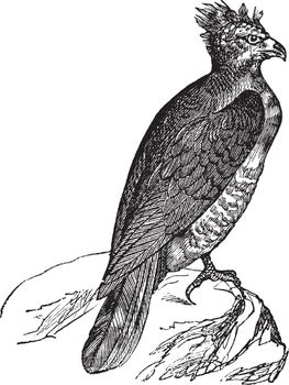 Harpy (thrasaetus harpyia) vintage engraving. Old engraved illustration of harpy eagle.