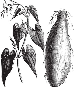 Purple Yam or Dioscorea alata or Winged yam or Water yam, vintage engraving. Old engraved illustration of Purple Yam isolated on a white background.